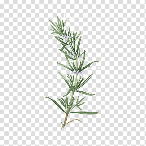Rosemary, Plant, Flower, Leaf, Grass, Tarragon, Herb, Plant Stem transparent background PNG clipart