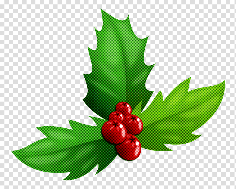 Christmas Day, Leaf, Holly, Aquifoliales, Petal, Holiday, Berry transparent background PNG clipart