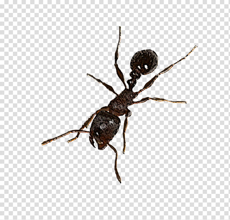 insect pest spider carpenter ant arachnid, Membranewinged Insect, Parasite, European Garden Spider, Orbweaver Spider, Araneus transparent background PNG clipart