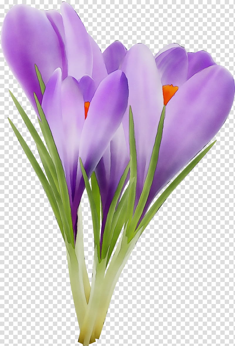 flower cretan crocus tommie crocus petal spring crocus, Watercolor, Paint, Wet Ink, Plant, Purple, Violet, Snow Crocus transparent background PNG clipart