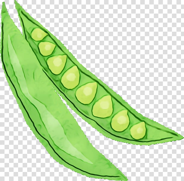 pea lima bean leaf commodity plant structure, Watercolor, Paint, Wet Ink, Biology, Science, Plants transparent background PNG clipart