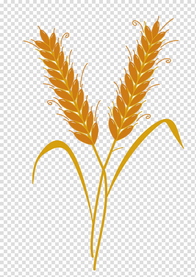 Wheat, Harvest, Gold, Animation, Grain, Film Grain, Tutorial, Grasses transparent background PNG clipart