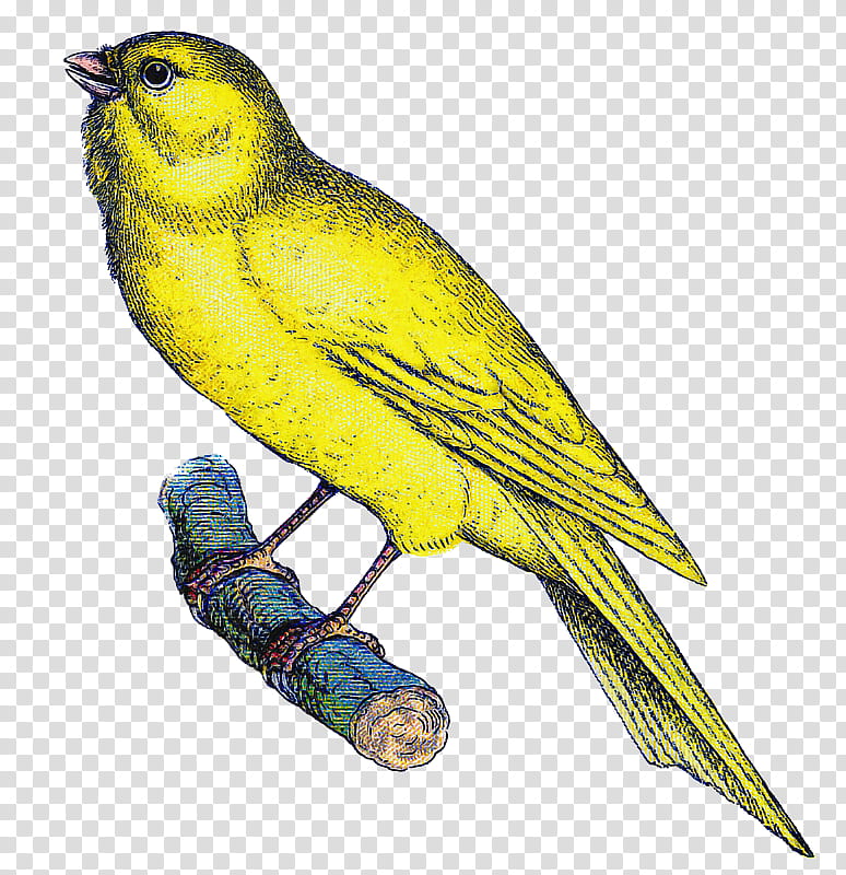 bird atlantic canary beak yellow songbird, Finch, Perching Bird, Eurasian Golden Oriole, Old World Oriole, Budgie transparent background PNG clipart