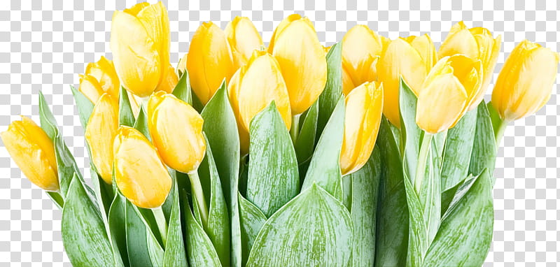 flower yellow petal tulip plant, Bud, Cut Flowers, Leaf, Spring
, Closeup, Plant Stem, Meadow transparent background PNG clipart