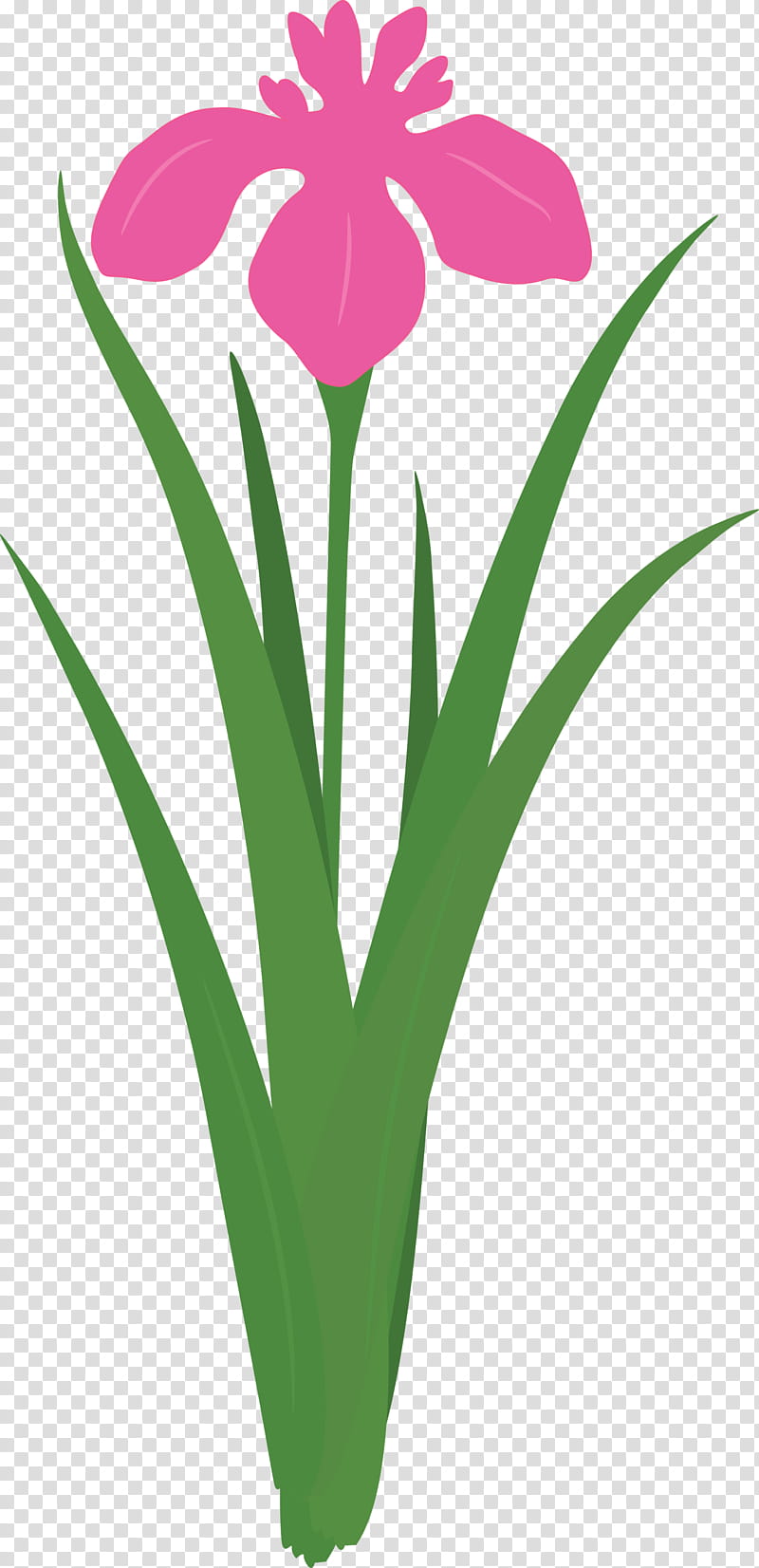 iris flower spring flower, Iris Flower, Plant, Petal, Tulip, Grass, Leaf, Plant Stem transparent background PNG clipart