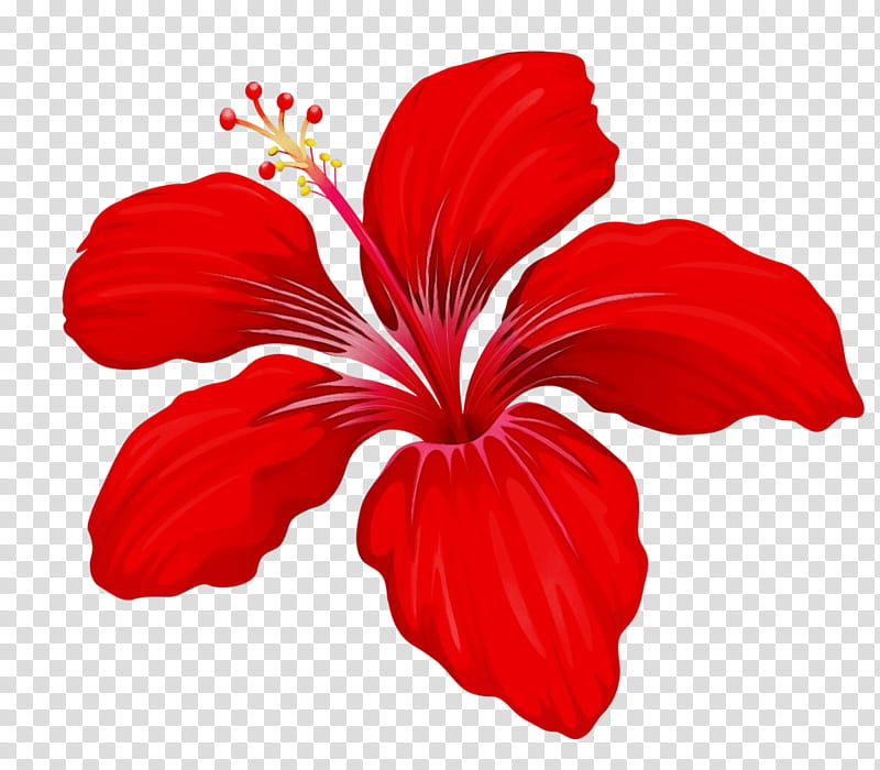 shoeblackplant petal flower plant stem bud, Watercolor, Paint, Wet Ink, Leaf, Mallows, Floral Diagram, Common Hibiscus transparent background PNG clipart