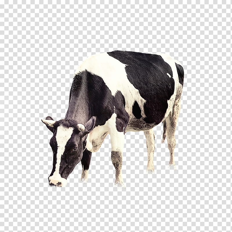 Cow, Holstein Friesian Cattle, Calf, Dairy Cattle, Beef Cattle, Agriculture, Live, Pasture transparent background PNG clipart