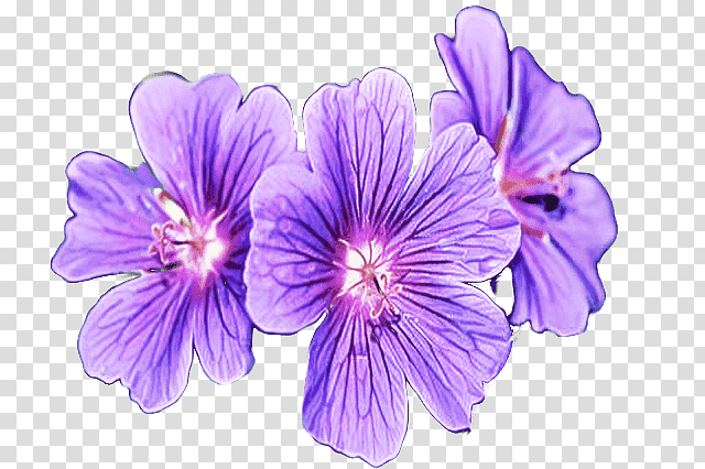 Lavender, purple and white flower, Mallows, Geraniales, Geranium M, Herbaceous Plant, Cranesbill, Plants transparent background PNG clipart