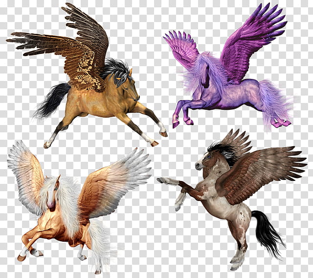 Flying Bird, Drawing, Pegasus, Pony, Horse, Flying Horses, Unicorn, Rainbow Dash transparent background PNG clipart