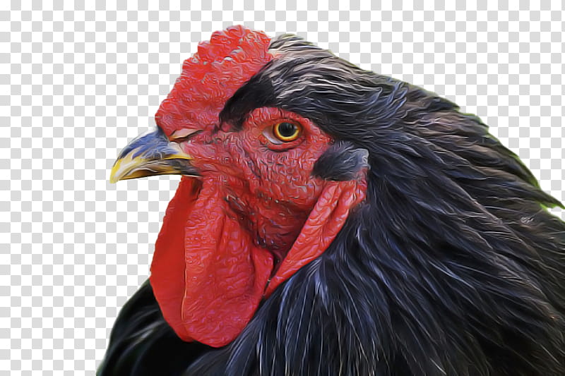 Feather, Bird, Beak, Rooster, Chicken, Comb, Closeup transparent background PNG clipart
