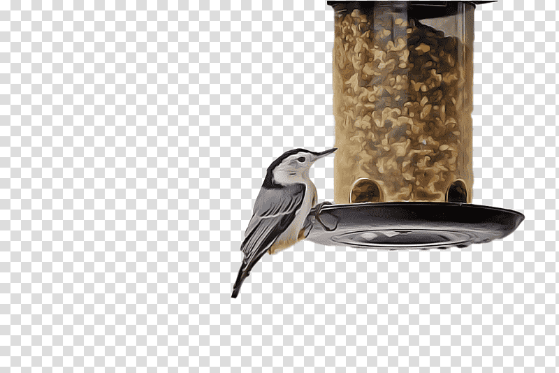 birds bird food bird feeder science biology transparent background PNG clipart