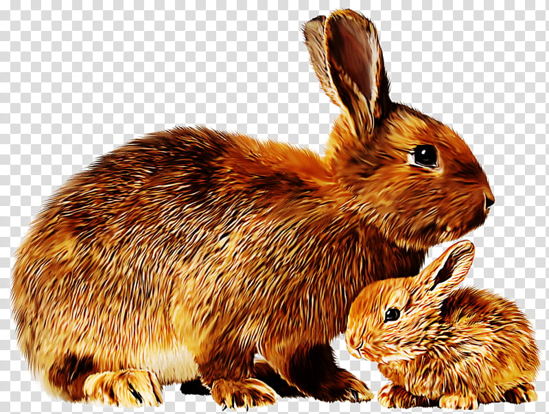 rabbit mountain cottontail rabbits and hares hare lower keys marsh rabbit, Audubons Cottontail, Wildlife, Snowshoe Hare, Wood Rabbit, Eastern Cottontail, Brown Hare transparent background PNG clipart