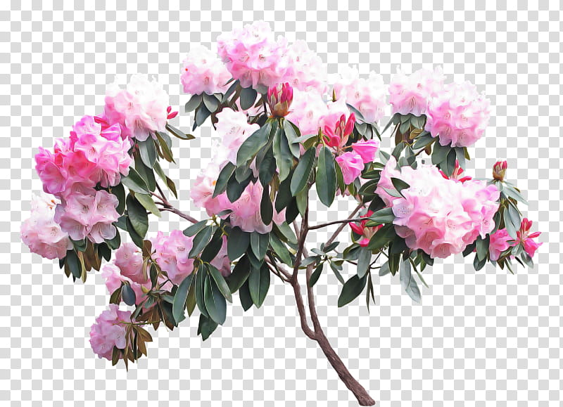 Artificial flower, Plant, Pink, Petal, Cut Flowers, Tree, Azalea, Woody Plant transparent background PNG clipart
