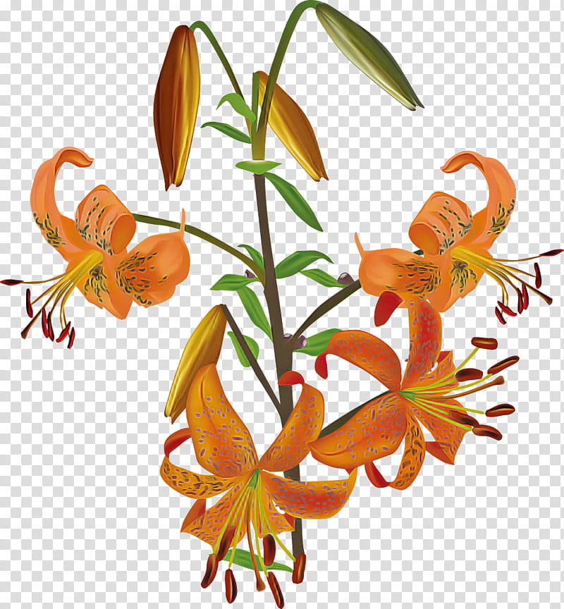 Lily Flower, Floral Design, Cut Flowers, Flower Bouquet, Amaryllis, Petal, Plant Stem, Gladiolus transparent background PNG clipart