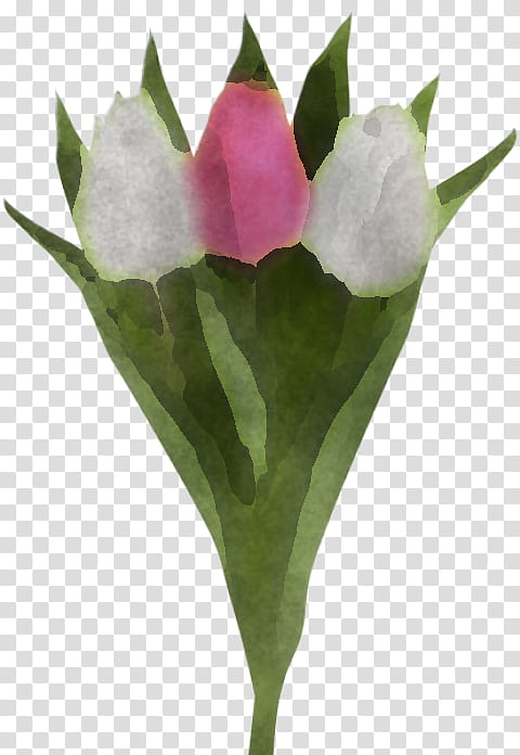 flower plant pink petal tulip, Leaf, Anthurium, Lily Family, Siam Tulip, Cut Flowers transparent background PNG clipart