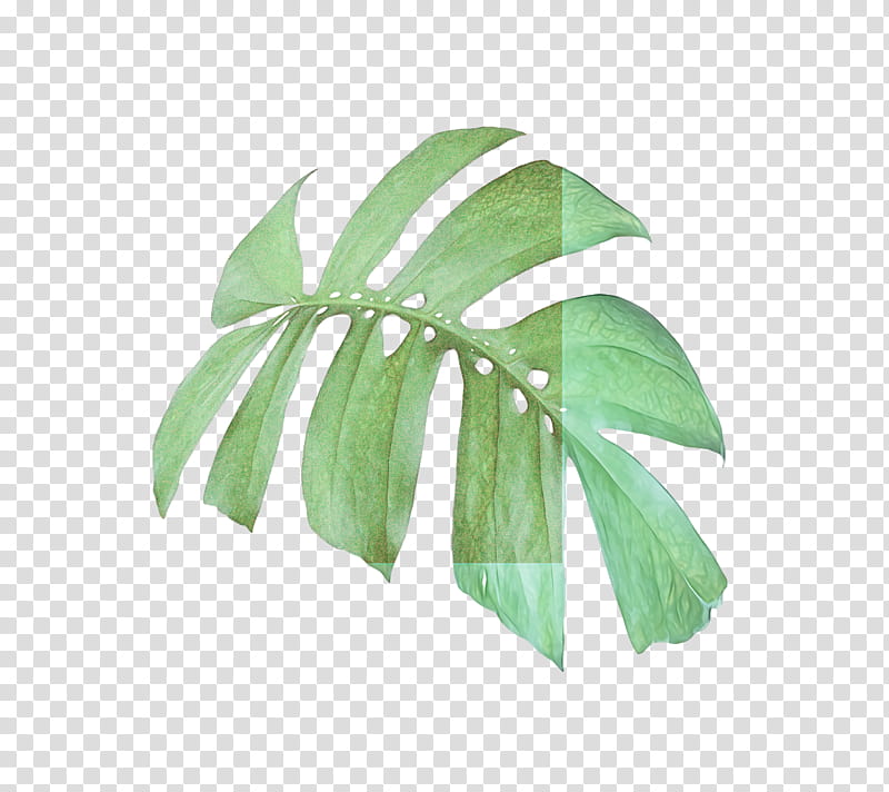 Monstera, Leaf, Plant Stem, synthesis, Woody Plant, synthetic Pigment, Tree, Red Maple transparent background PNG clipart