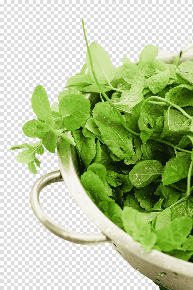 coriander herb seasoning leaf vegetable basil, Fines Herbes, Spring Greens, Herbal Medicine, Flowerpot, Spinach, Material transparent background PNG clipart