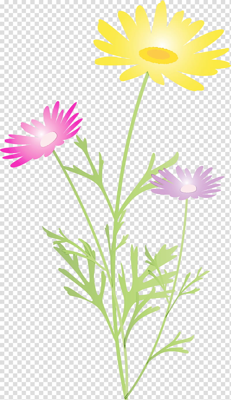 Daisy, Marguerite Flower, Spring Flower, Watercolor, Paint, Wet Ink, Plant, Chamomile transparent background PNG clipart