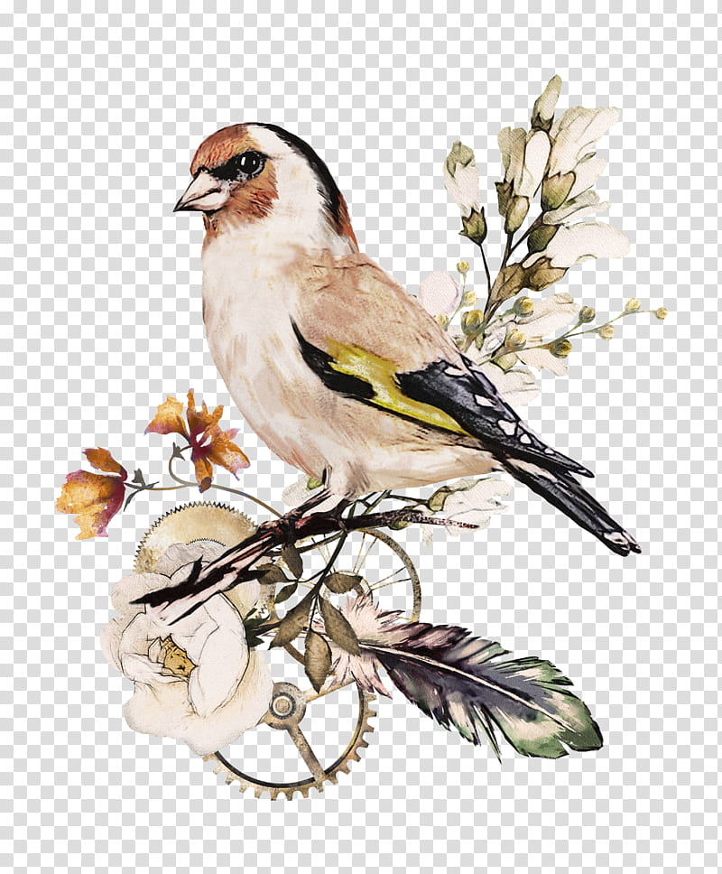 Watercolor Flowers, Watercolor Painting, Drawing, Steampunk, Poster, Bird, Northern Grey Shrike, Finch transparent background PNG clipart