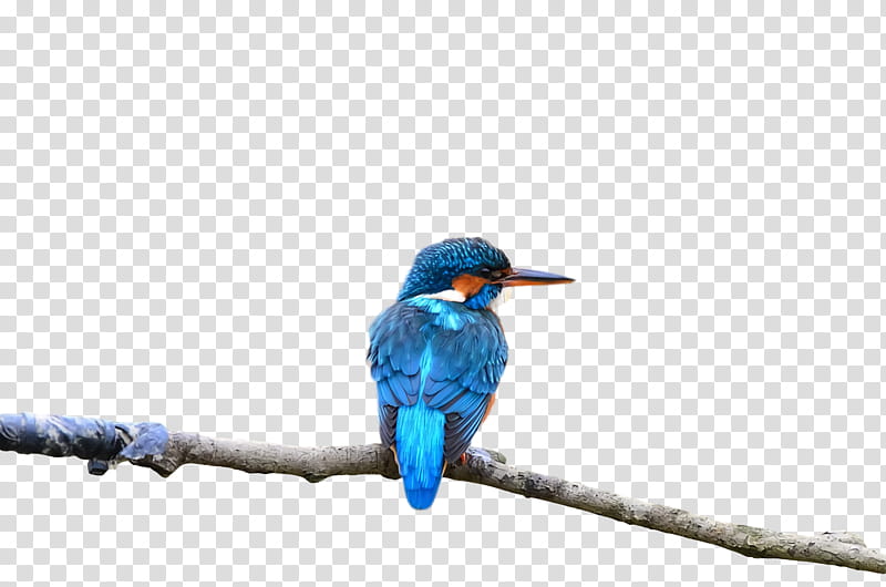 Feather, Bluebirds, Beak transparent background PNG clipart