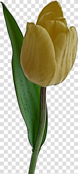 flower tulip arum plant yellow, Petal, Plant Stem, Alismatales, Anthurium, Arum Family, Lily Family, Cut Flowers transparent background PNG clipart thumbnail