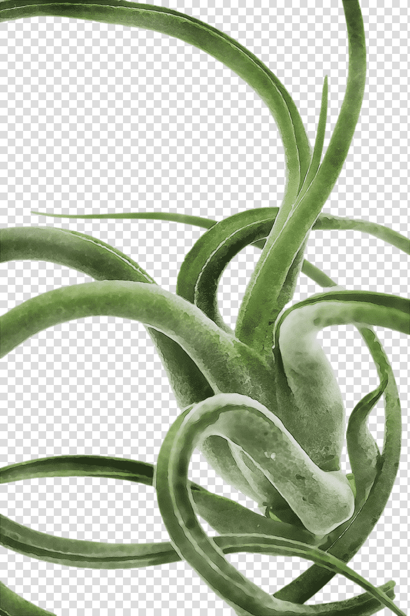 Aloe vera, Watercolor, Paint, Wet Ink, Plant Stem, Asphodelaceae, Aloes transparent background PNG clipart