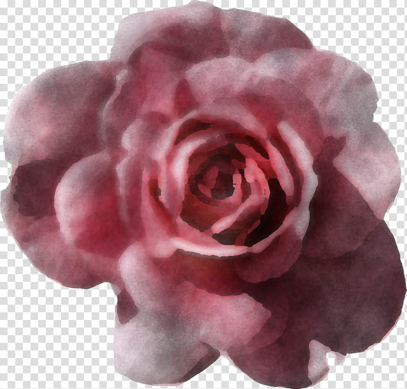 Garden roses, Pink, Flower, Petal, Rose Family, Hybrid Tea Rose, Plant, Floribunda transparent background PNG clipart