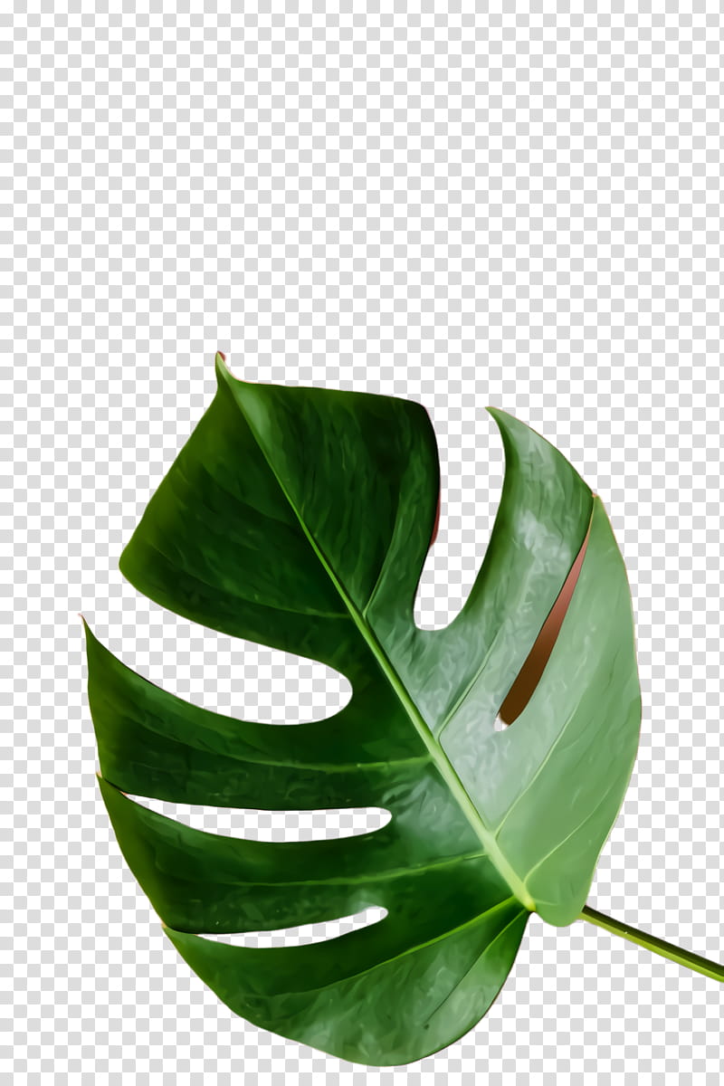 Green Leaf, Monstera Leaf, Simple, Plant, Flower, Anthurium, Monstera Deliciosa, Alismatales transparent background PNG clipart