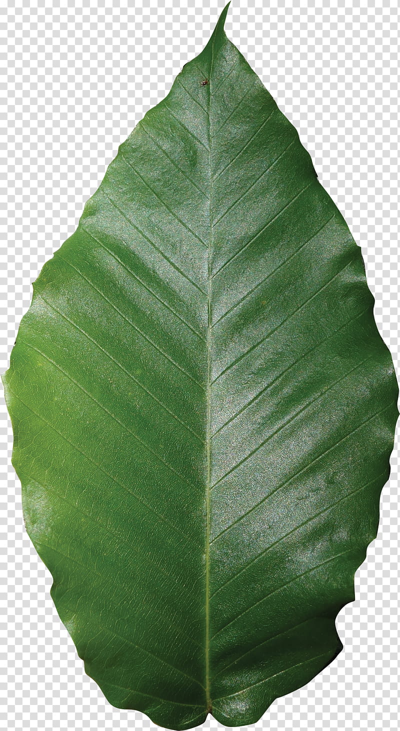 Banana leaf, Plant, Flower, Terrestrial Plant, Ensete transparent background PNG clipart