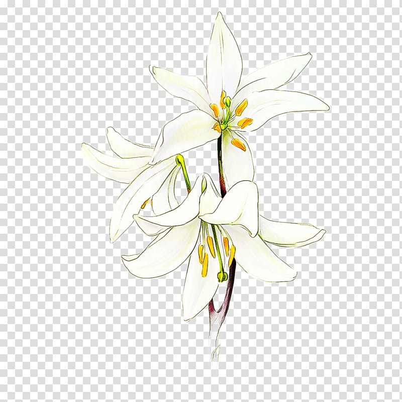 flower white plant petal pedicel, Lily, Wildflower, Amaryllis Belladonna, Lily Family, Columbine, Crinum, Drawing transparent background PNG clipart
