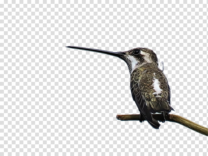 Hummingbird, Watercolor, Paint, Wet Ink, Beak, Wildlife, Rufous Hummingbird, Coraciiformes transparent background PNG clipart