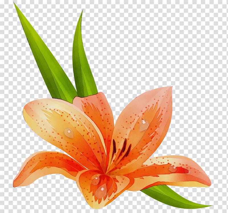 Orange, Watercolor, Paint, Wet Ink, Flower, Plant, Petal, Amaryllis Belladonna transparent background PNG clipart