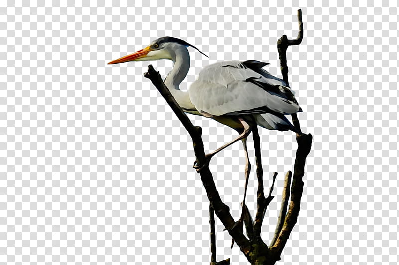 white stork ibis stork beak zhiyun gmb-b135, Watercolor, Paint, Wet Ink, Zhiyun Gmbb135 transparent background PNG clipart