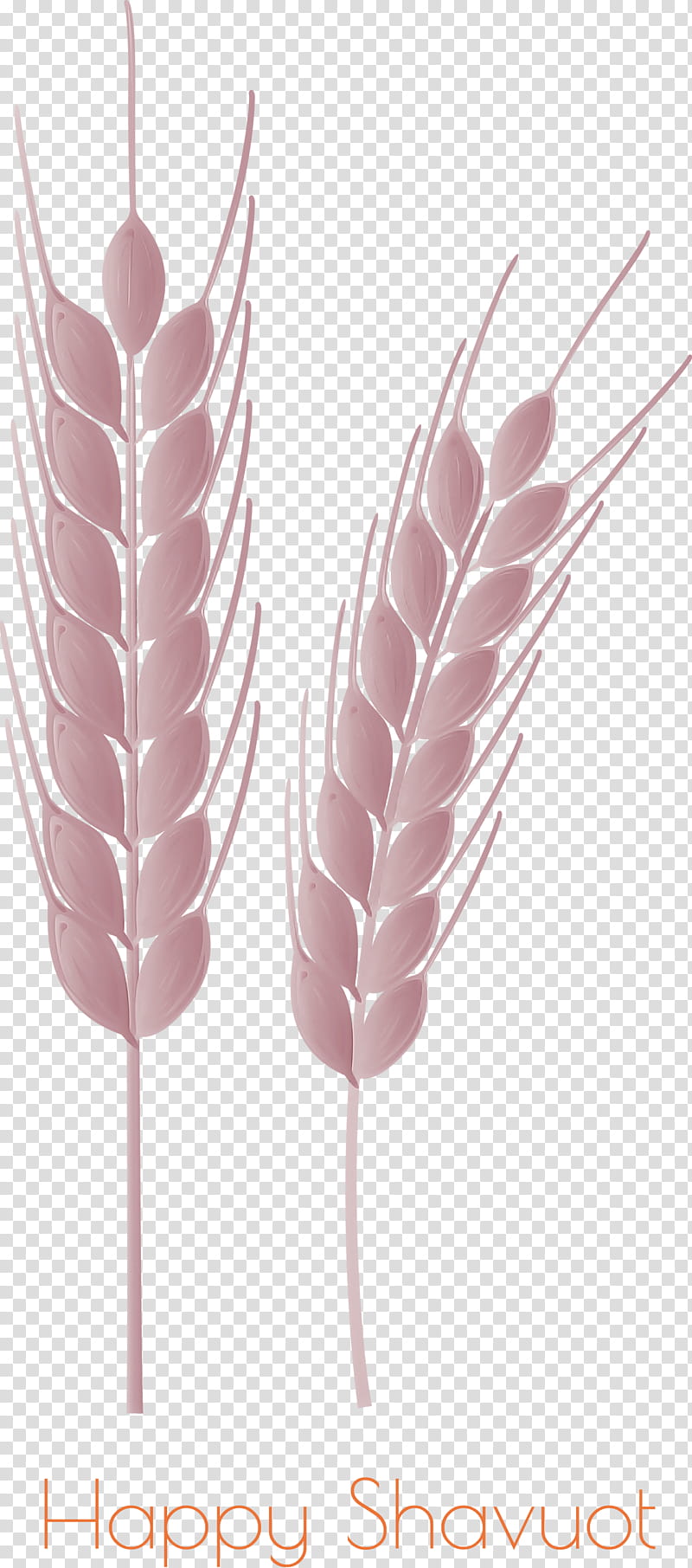 Happy Shavuot Shavuot Shovuos, Feather, Pink, Grass Family, Stick Candy, Plant, Food Grain, Wheat transparent background PNG clipart