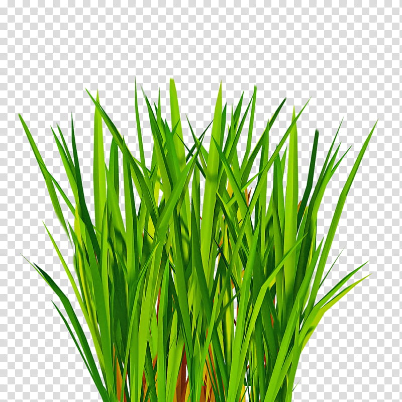 grass plant green grass family wheatgrass, Leaf, Herb, Chives, Chrysopogon Zizanioides, Sweet Grass, Lemongrass, Flower transparent background PNG clipart