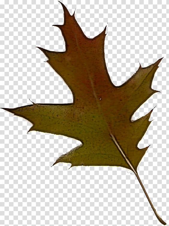 Maple leaf, Tree, Black Maple, Woody Plant, Plane, Black Oak, Scarlet Oak, Sweet Gum transparent background PNG clipart