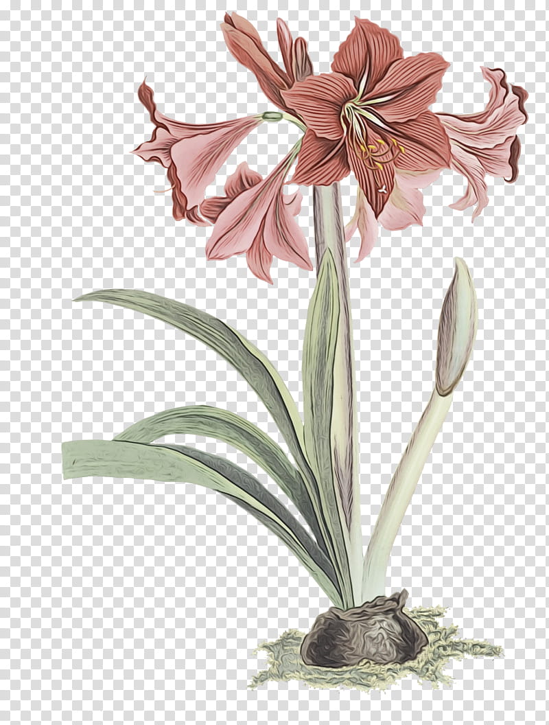 amaryllis plant stem cut flowers jersey lily flowerpot, Watercolor, Paint, Wet Ink, Petal, Plants, Plant Structure, Biology transparent background PNG clipart