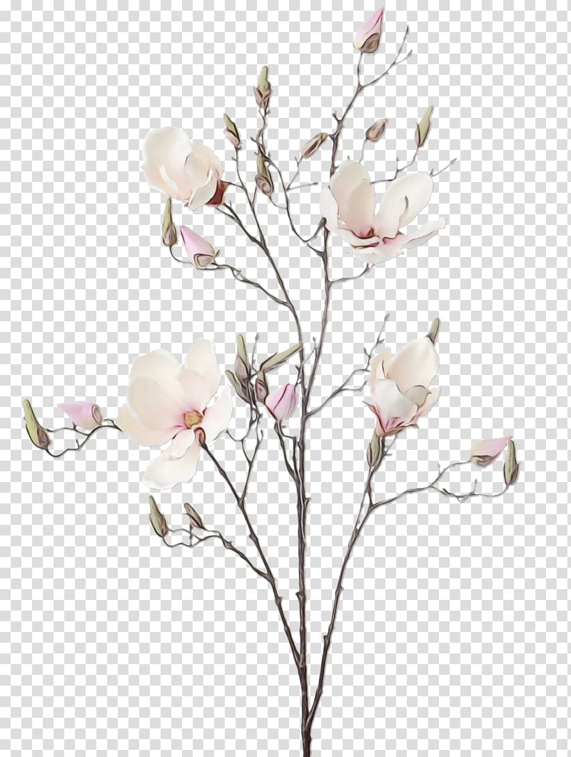 Drawing Of Family, Blossom, Magnolia, Flower, Cherry Blossom, Flowering Dogwood, Branch, Plant transparent background PNG clipart