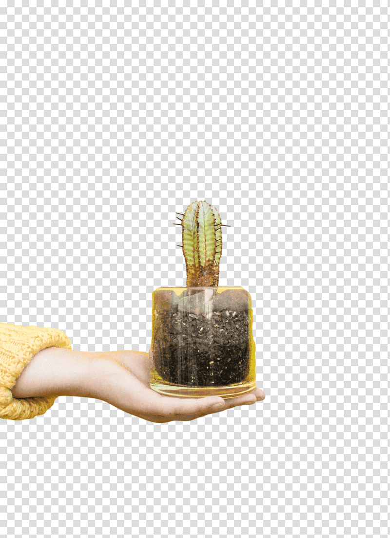 Cactus, Rudelkochen, Industrial Design, Interactivity, Computer Program, Clinical Nutrition, Snack transparent background PNG clipart