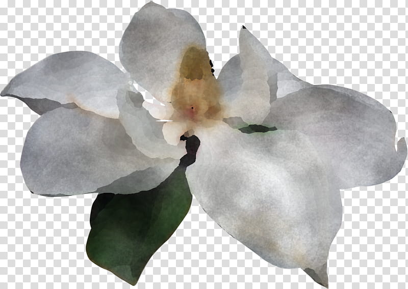 moth orchids magnolia family petal orchids magnolia transparent background PNG clipart