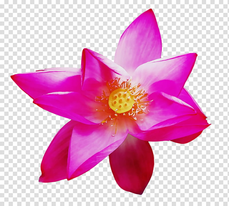 sacred lotus lotus-m, Watercolor, Paint, Wet Ink, Lotusm transparent background PNG clipart