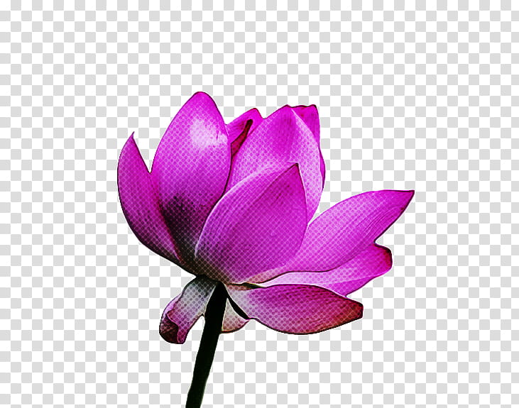 sacred lotus plant stem herbaceous plant nelumbonaceae petal, Magenta Telekom, Proteales, Plants, Plant Structure, Science, Biology transparent background PNG clipart
