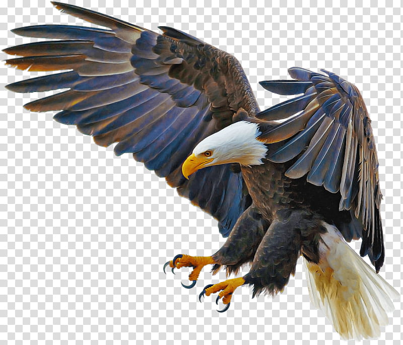 bald eagle birds golden eagle eagle wedge-tailed eagle, Wedgetailed Eagle, Eurasian Eagleowl, Indian Eagleowl, Kite, Decal, Blackandwhite Hawkeagle, Owls transparent background PNG clipart