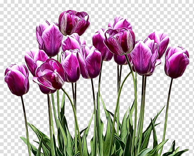 tulip flower plant petal purple, Watercolor, Paint, Wet Ink, Violet, Plant Stem, Lily Family, Cut Flowers transparent background PNG clipart