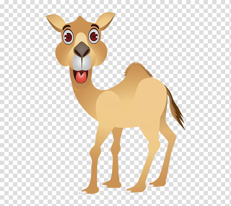 Llama, Cartoon, Camel, Humour, Poster, Camelid, Animal Figure, Wildlife transparent background PNG clipart