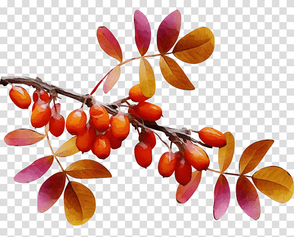 fruit berry fruit nut chestnut, Watercolor, Paint, Wet Ink, Dried Fruit, Acorn, Vegetable transparent background PNG clipart