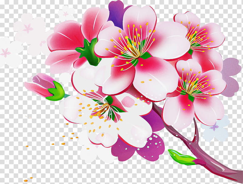 Cherry blossom, Flower, Petal, Pink, Plant, Branch, Spring
, Cut Flowers transparent background PNG clipart