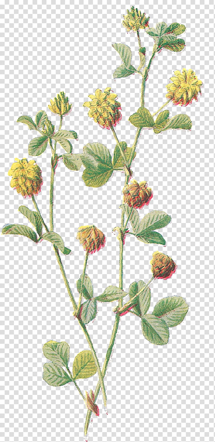 flower dutch clover plant hybrid clover zinnia, Red Clover, Perennial Plant, Lantana transparent background PNG clipart