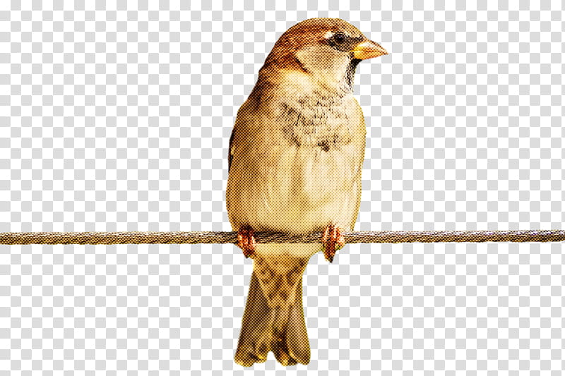 bird, Beak, House Sparrow, Finch, Songbird, Perching Bird, Wren, Wildlife transparent background PNG clipart