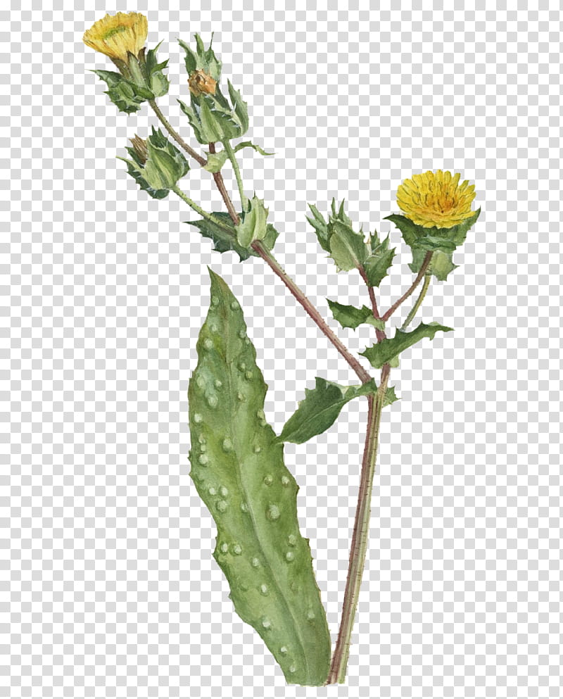 dandelion plant stem golden samphire sow thistles flowerpot, Herb, Subshrub, Plants, Science, Biology, Plant Structure transparent background PNG clipart